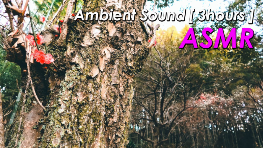 ASMR 睡眠 | 春の気配のする森の音に包まれてリラックス | 1時間 | Ambient sound