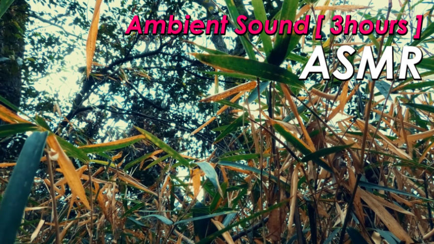 ASMR 睡眠 | 竹の揺れる音は眠れるオト説 環境音 | 3時間 | Ambient sound