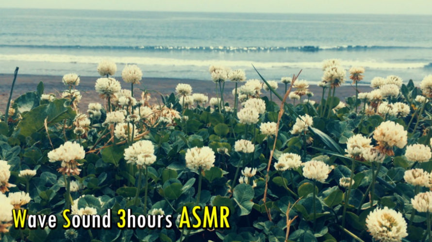ASMR | Relaxing White Noise | 波の音聴きながらシロツメクサに癒された | 3時間 | 睡眠
