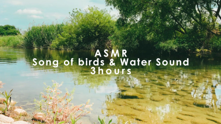 ASMR 睡眠 | 川辺で鳥の歌を聴きながらリラックス | 3時間 | water sound