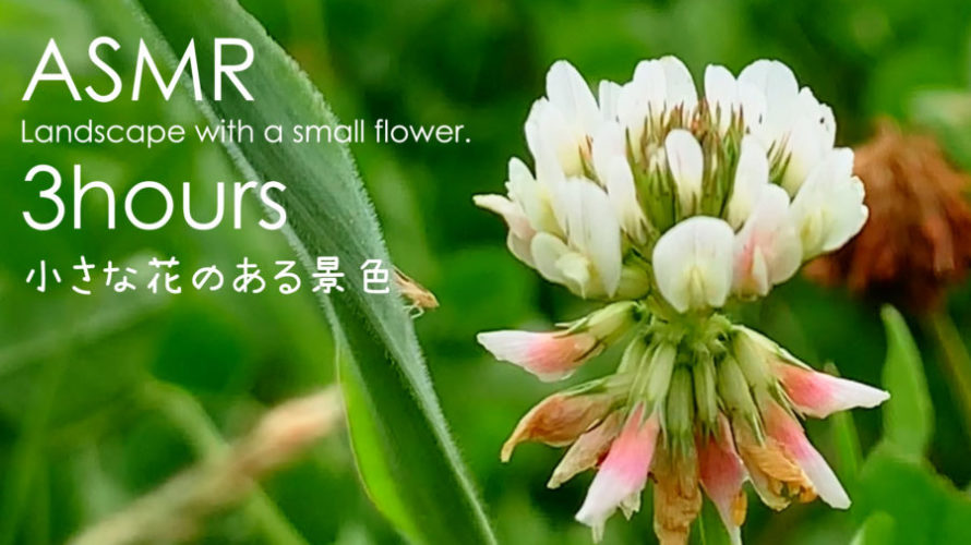 ASMR 睡眠 | 小さく揺れる花を見ながら砂浜で海の音を聴く | 3時間 | water sound
