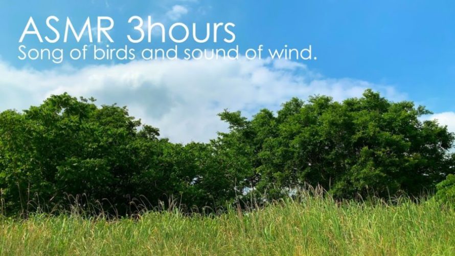 ASMR 睡眠 | 青空の下で鳥たちの歌と風の音に耳を傾ける | 3時間 | Birdsong