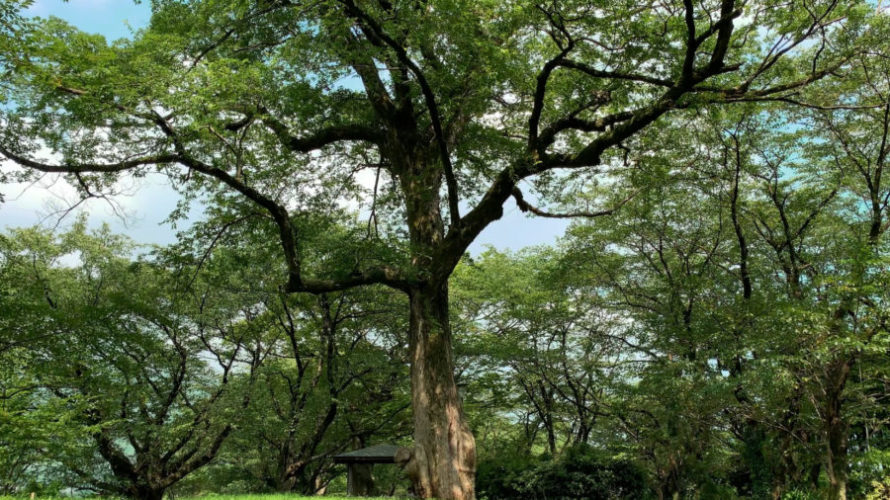 ASMR 昼寝 | 公園でぼけっとする動画| 3時間 | environment sound