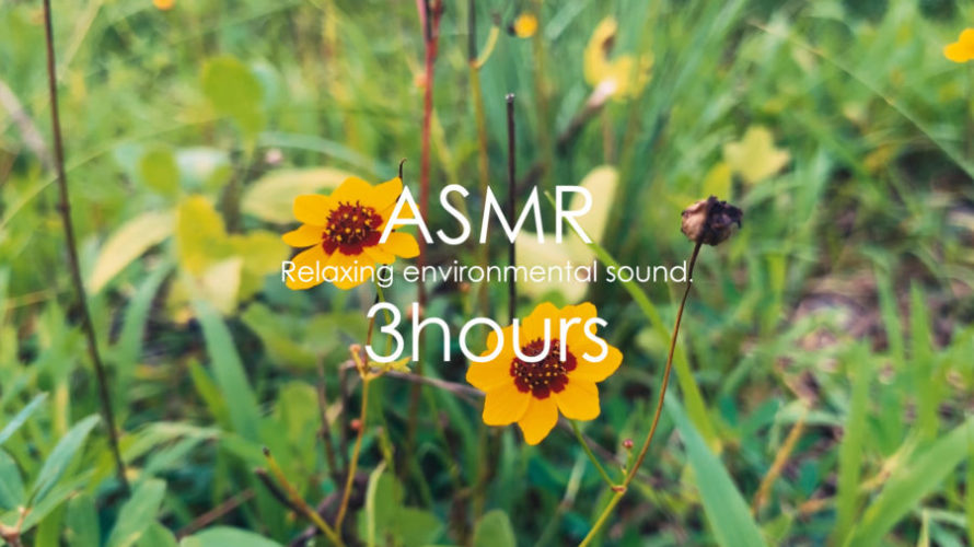 ASMR 自然音 | 小さな花を眺めて夏の終わりの音を聴く動画 | 3時間 | Relaxing environmental sound