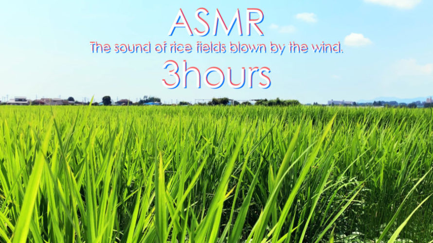 ASMR 睡眠 | 稲が奏でる風の音を聴こう | 自然音 | 3時間 | wind sound