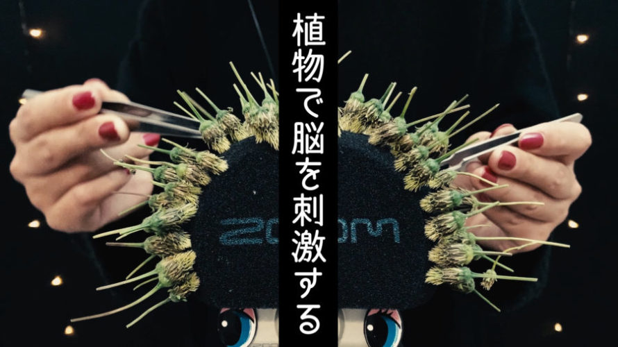 ASMR 刺激 | 植物で脳を刺激する | Stimulate the brain | Tingles | NoTalking