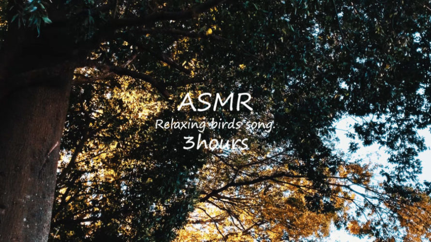 ASMR | 睡眠 | 森で空を眺めながら鳥の声を聴いてのんびりと過ごす | 3時間 | environment sound